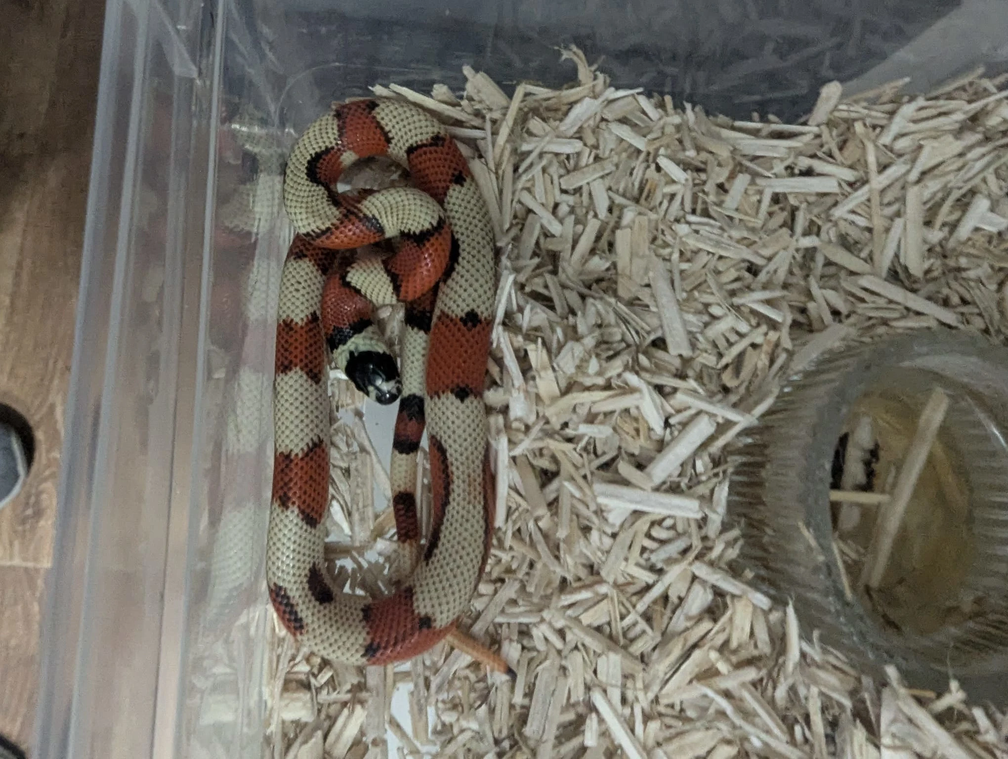 Aberrant Stuart Milk Snake - Milk Snake