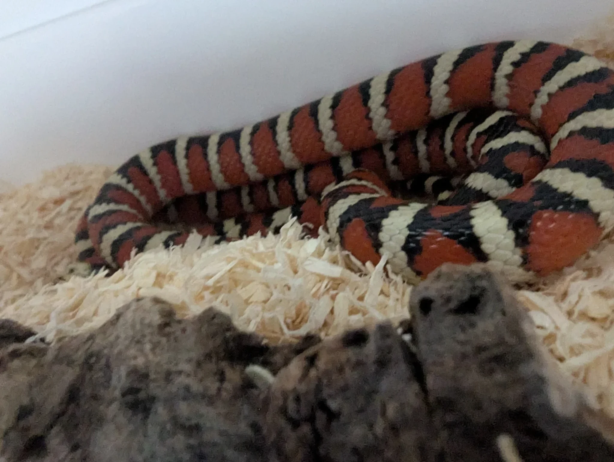 Arizona mountain kingsnake - Kingsnake