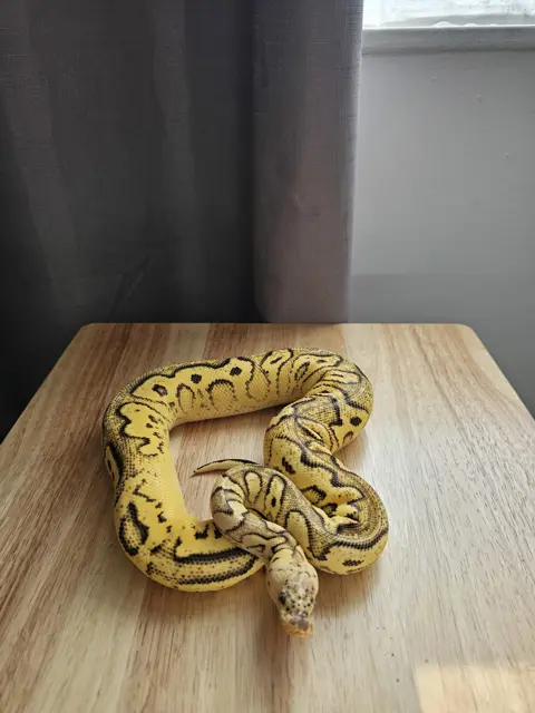 Pastel bh leo od r&r yb clown ph pied - Royal Python