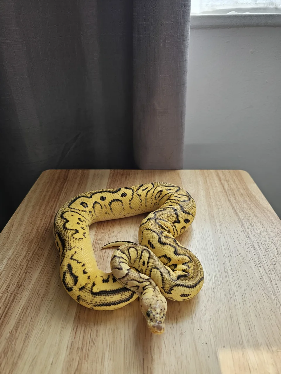 Pastel bh leo od r&r yb clown ph pied - Royal Python