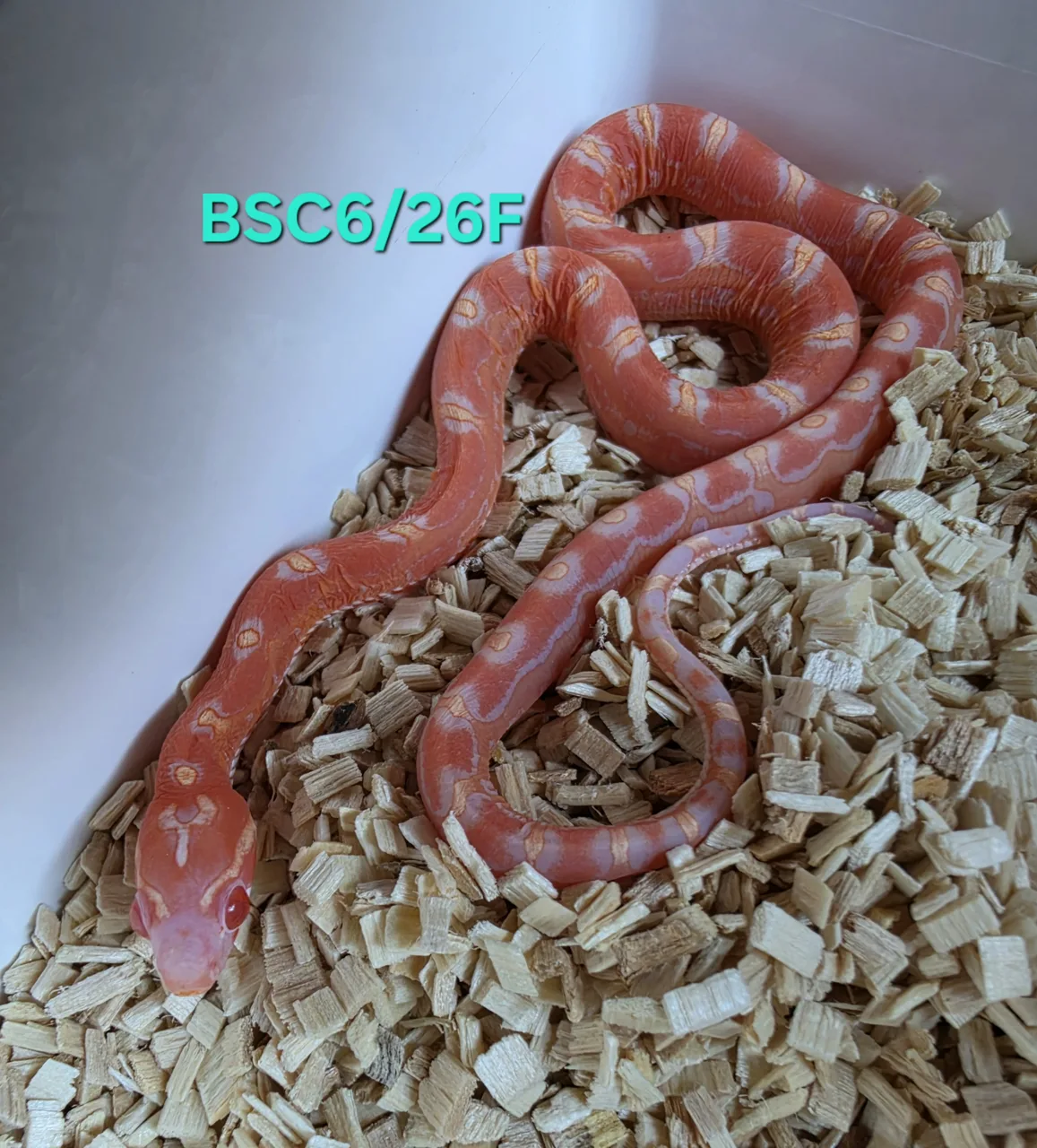 Scaleless amel 66%het hypo anery - Corn Snake