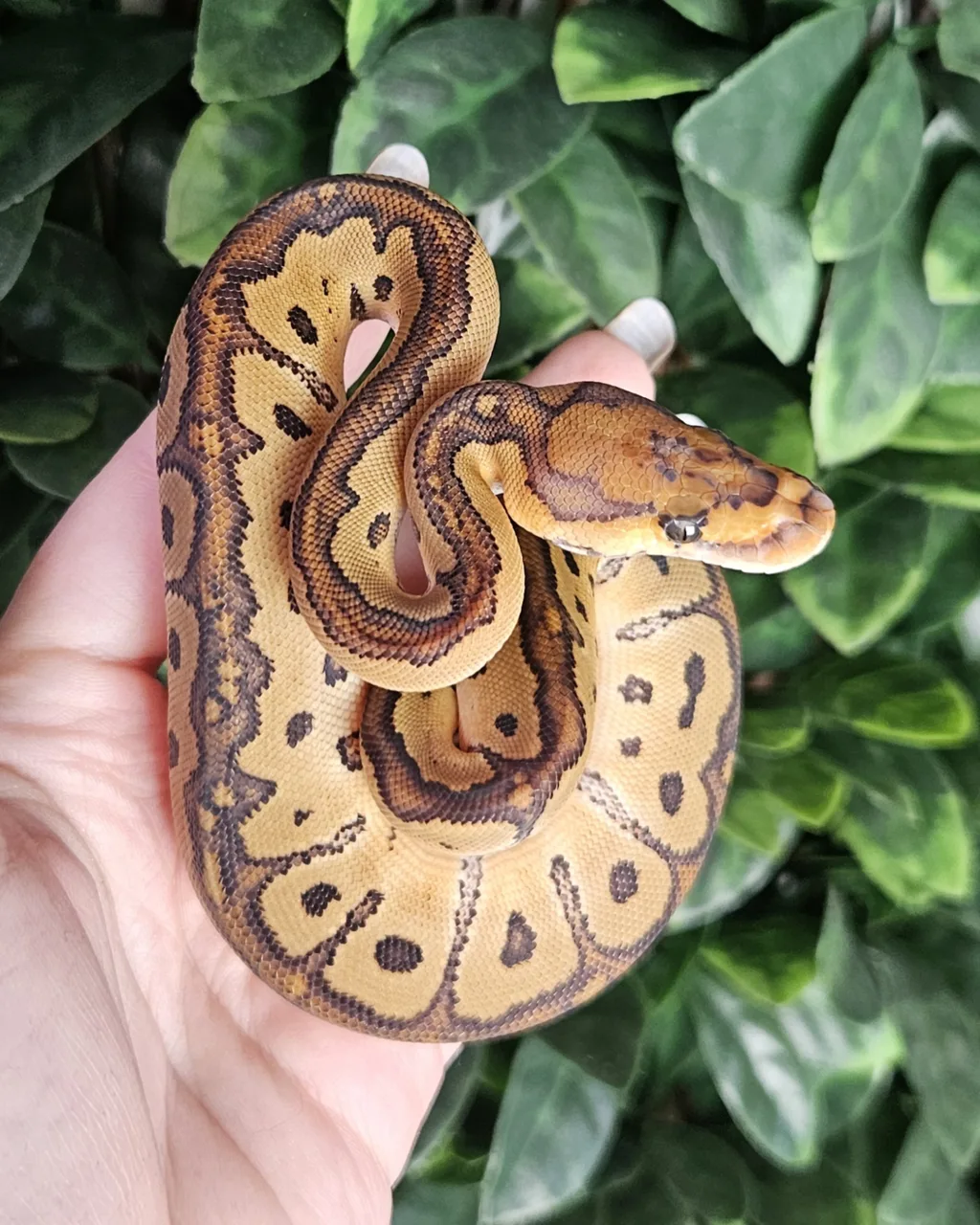 CB25 Redstripe Yellowbelly Vanilla Clown - Royal Python