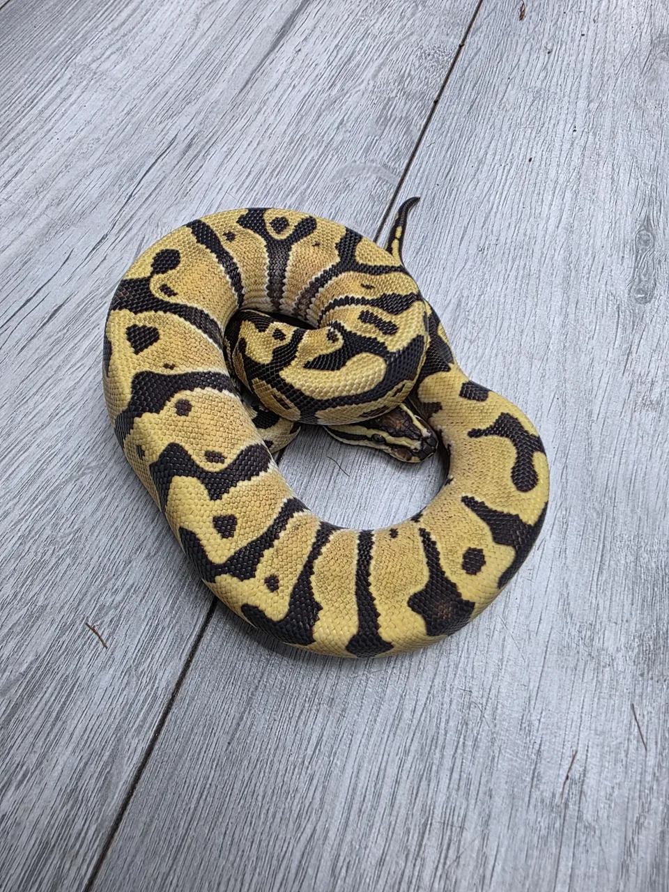 Orange dream fire dh hypo puzzle - Royal Python