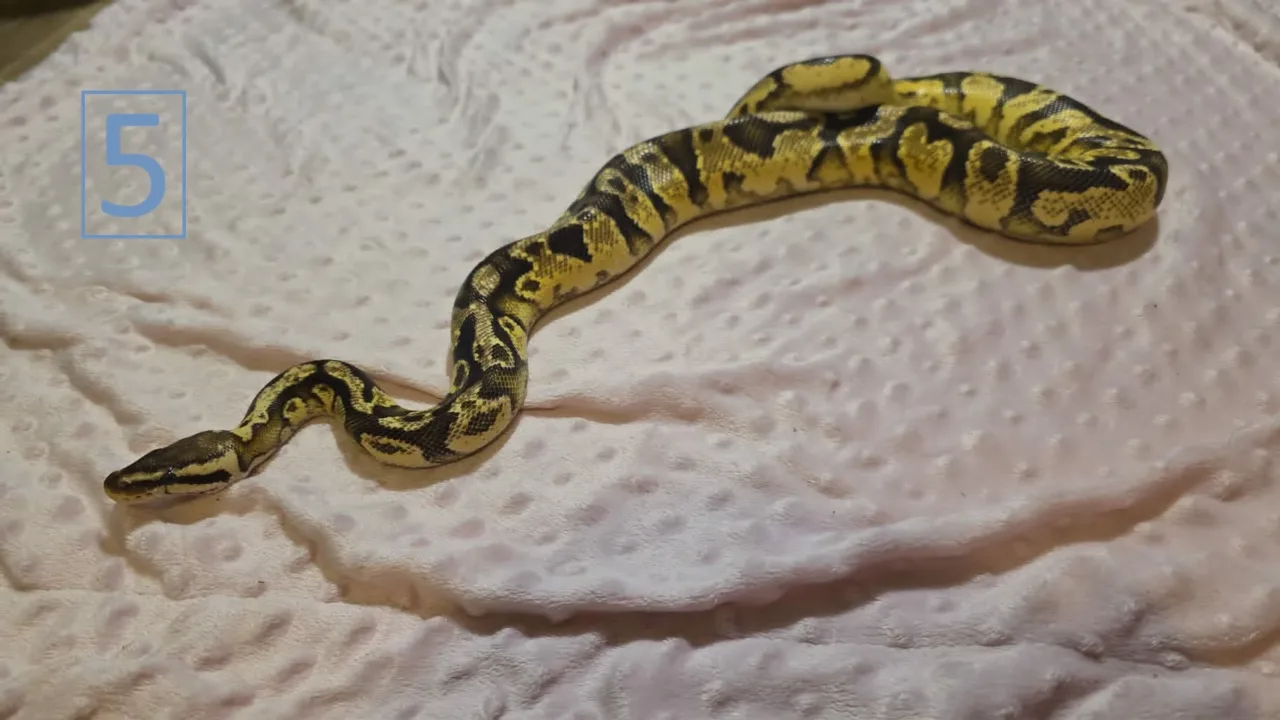 Pastel het pied het axanthic - Royal Python, Photo 3 of 3