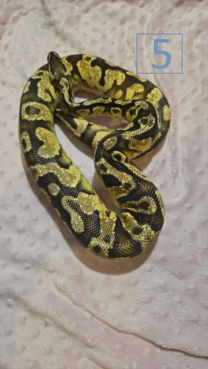Pastel het pied het axanthic - Royal Python, Photo 1 of 3
