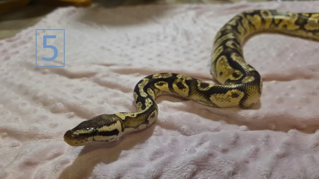 Pastel het pied het axanthic - Royal Python, Photo 2 of 3
