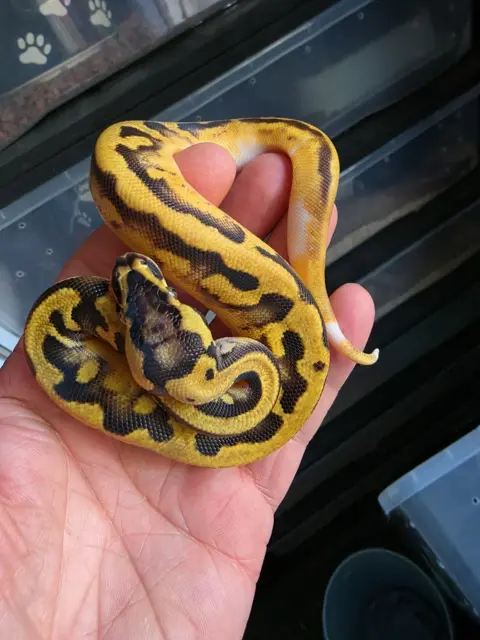 Enchi pastel pied 100% het clown - Royal Python