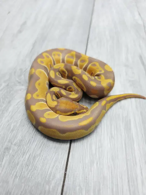 Super Orange dream ultramel - Royal Python