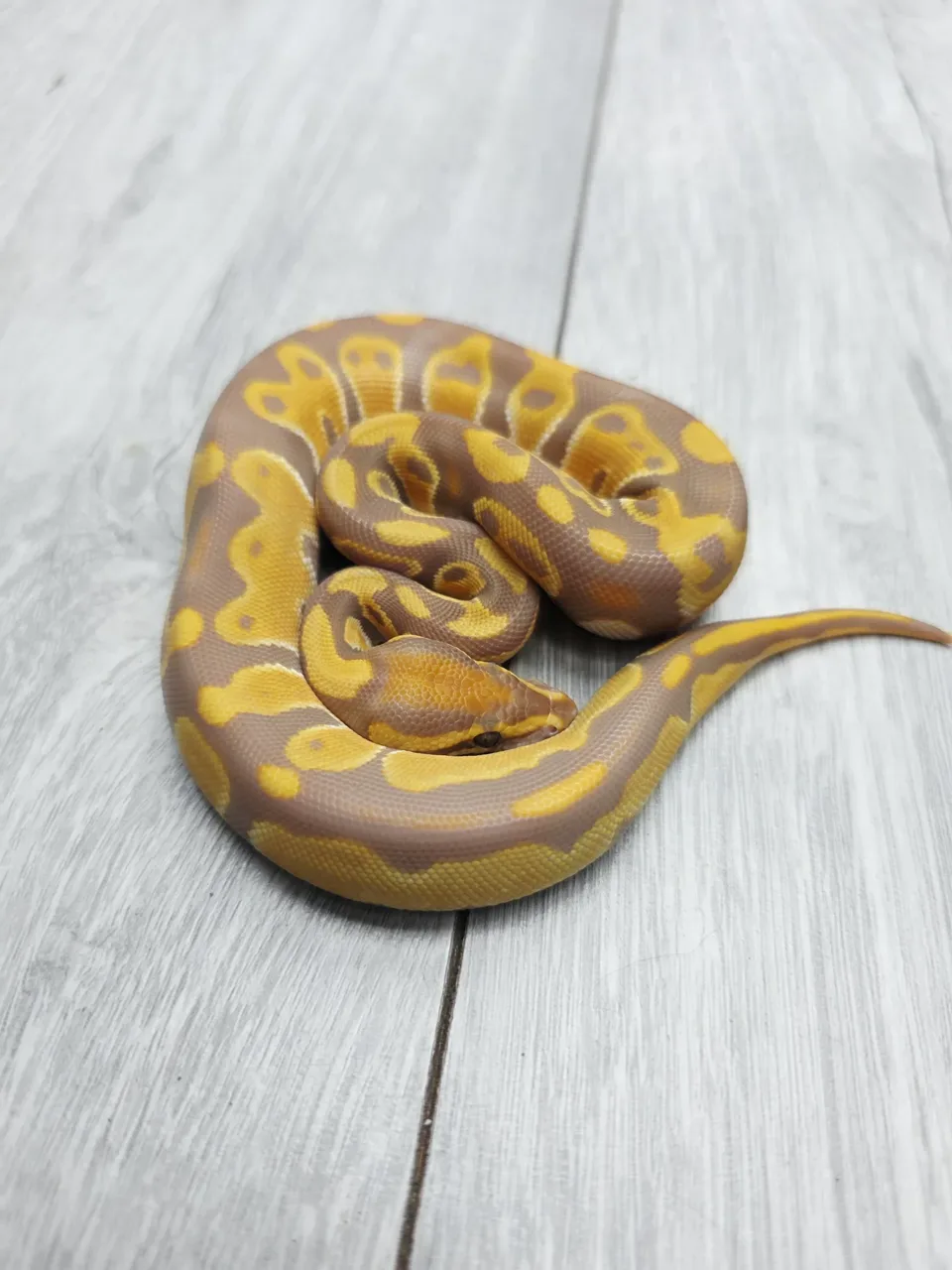 Super Orange dream ultramel - Royal Python