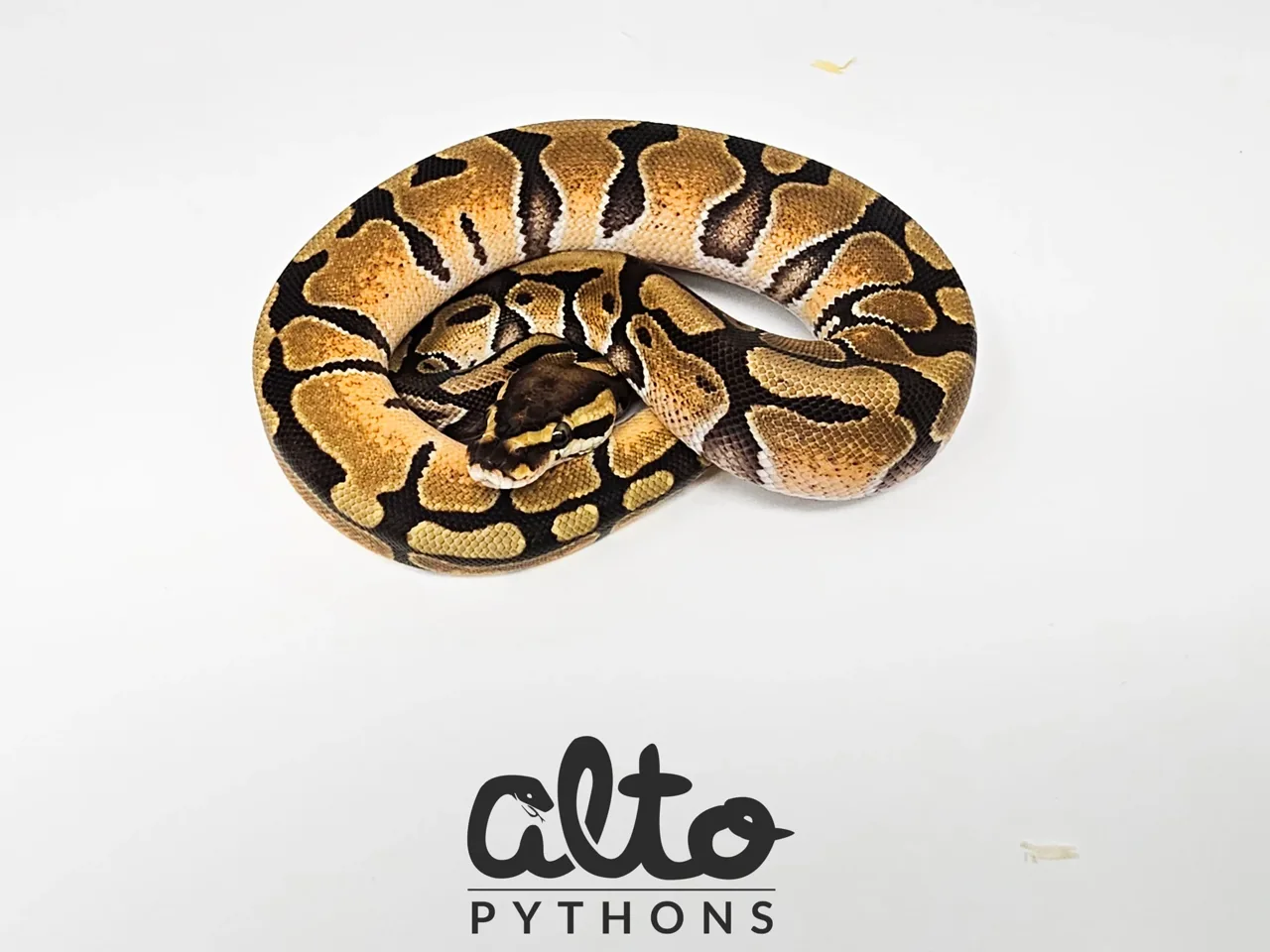 Enchi triple Het Rainbow Hypo Clown - Royal Python