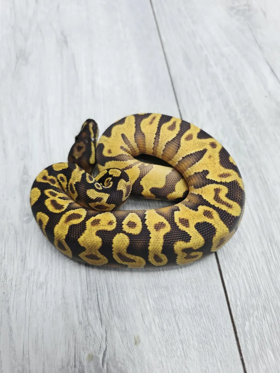 HI-OD yellow belly het monsoon - Royal Python