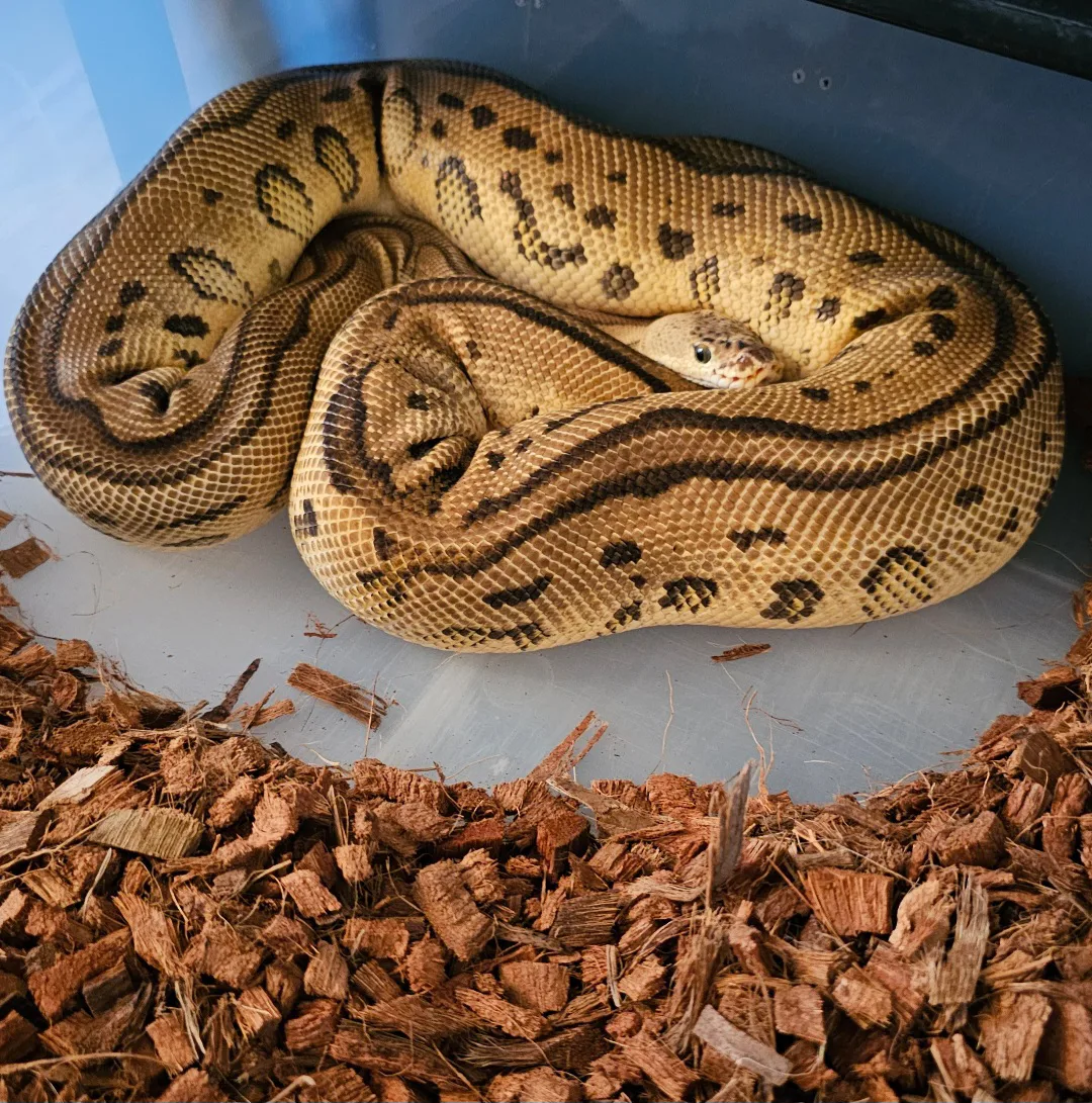 PB - Pastel Leo Yb Clown - Royal Python