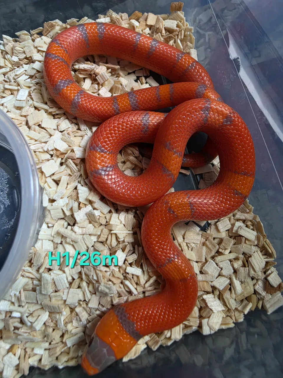 Extreme hypo vp het anery 50% het amel - Milk Snake