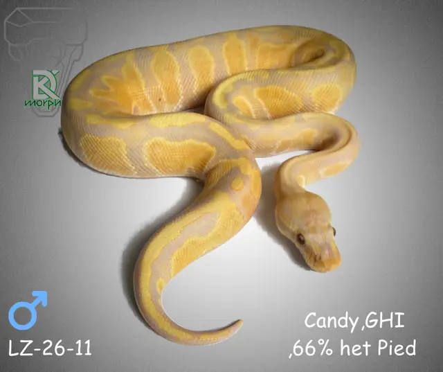 Candy-GHI-66% het Pied - Royal Python
