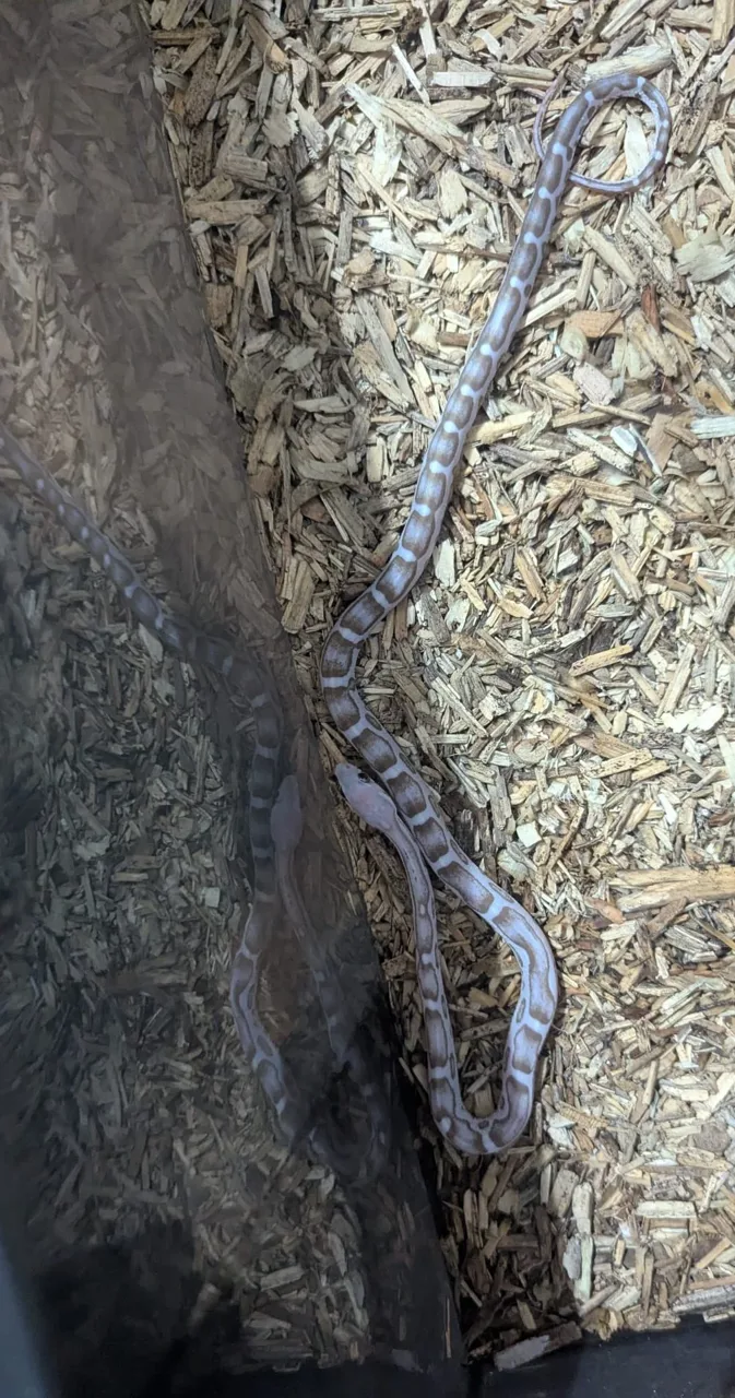 Lilac Anery Scaleless Corn Snake - Corn Snake