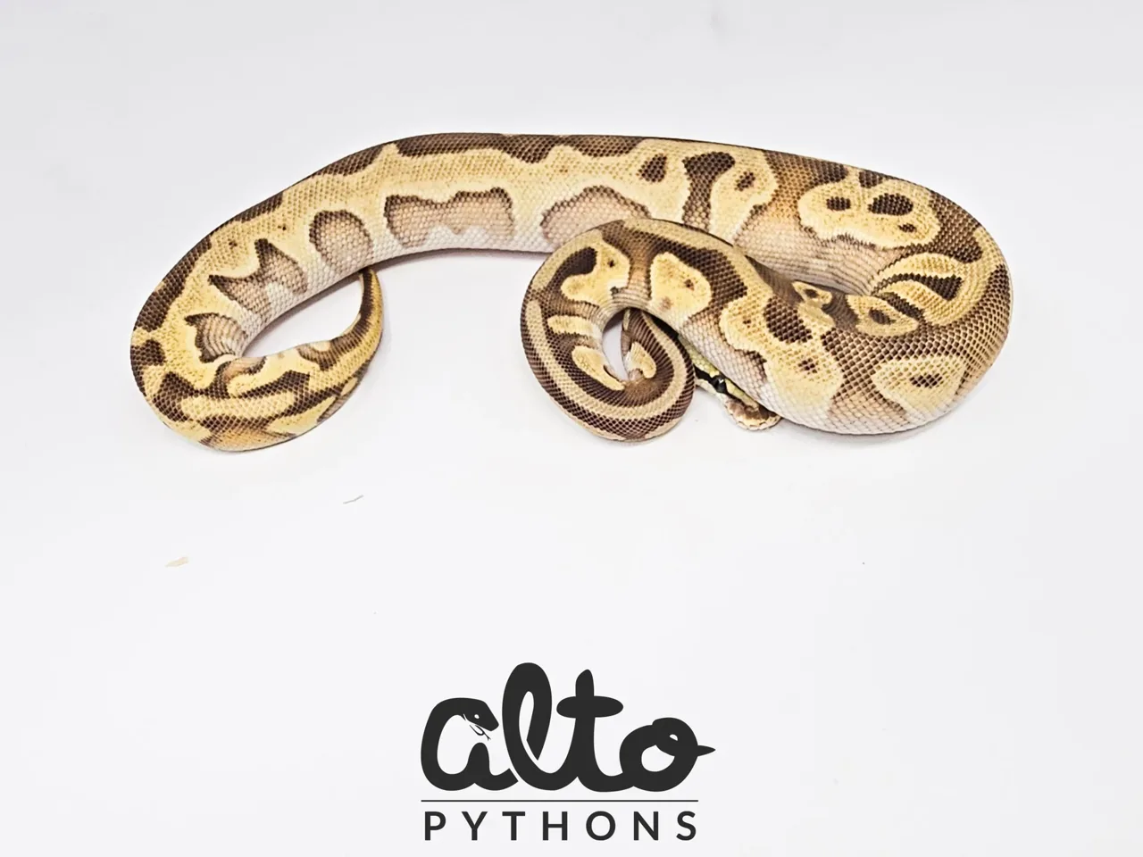 Leopard Mojave Enchi Pastel triple het Clown Hypo Rainbow (free male) - Royal Python