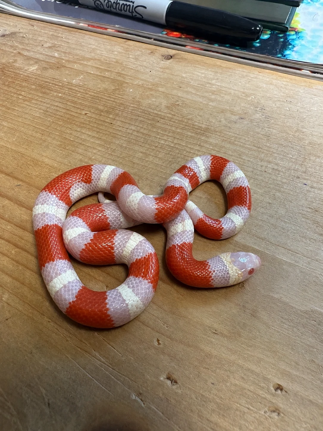 Albino Pueblan Milksnake - Milk Snake