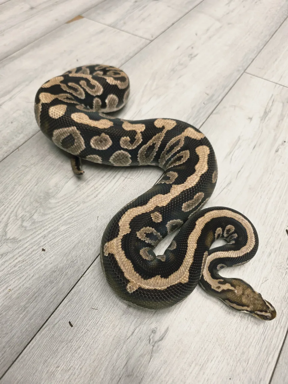 Chocolate spotnose het clown - Royal Python