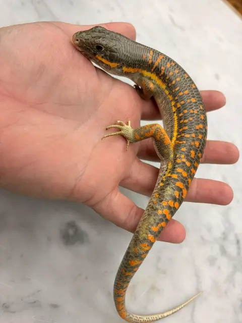Juvenile and sub adult Berber skink - Skink