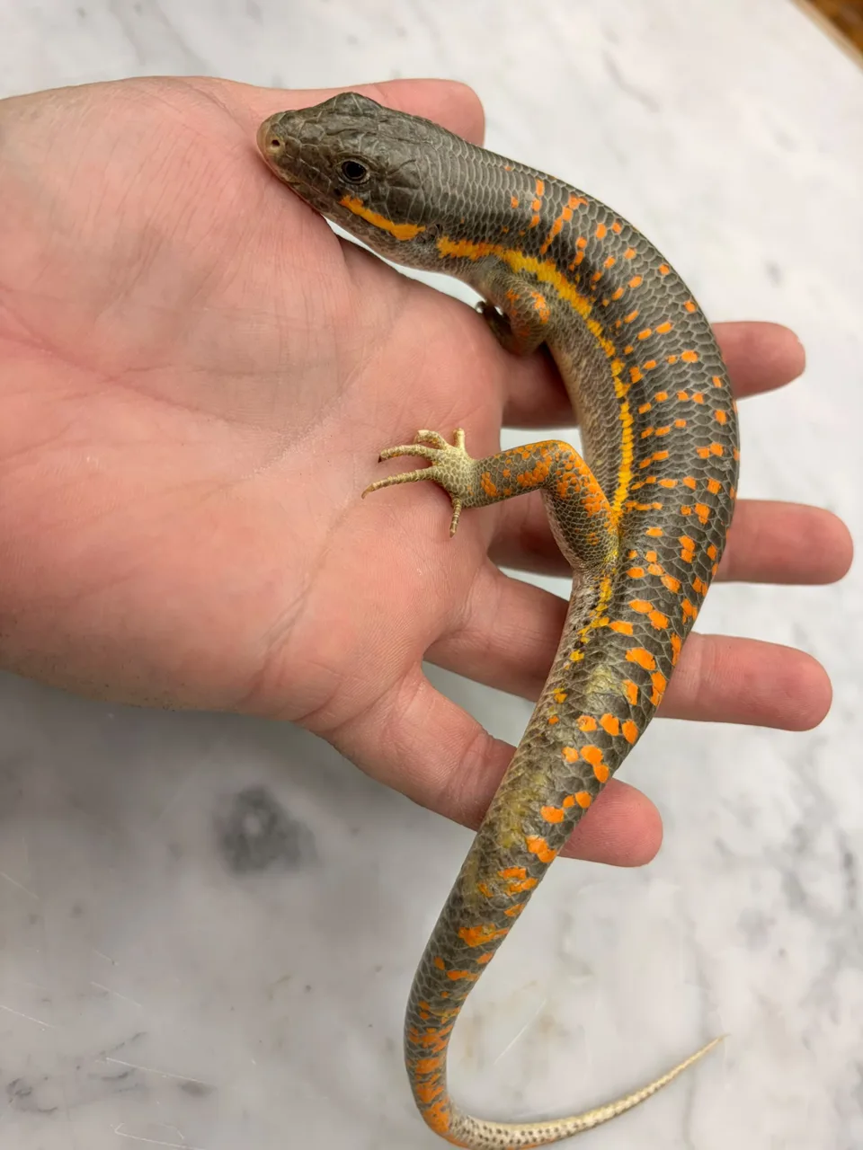 Juvenile and sub adult Berber skink - Skink