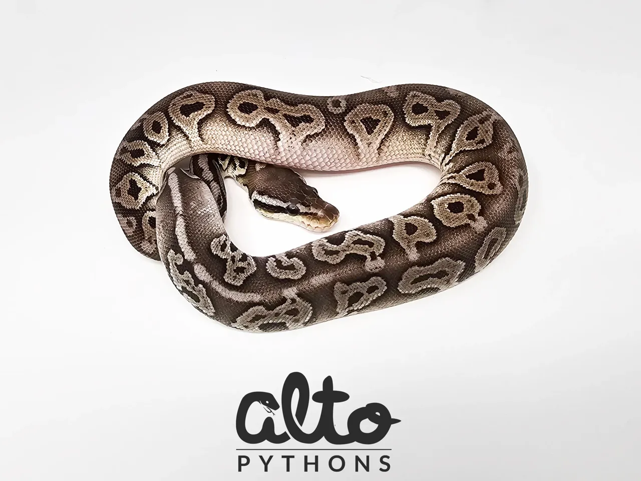Pastel Leopard Cinnamon triple Het Rainbow Hypo Clown (free male) - Royal Python