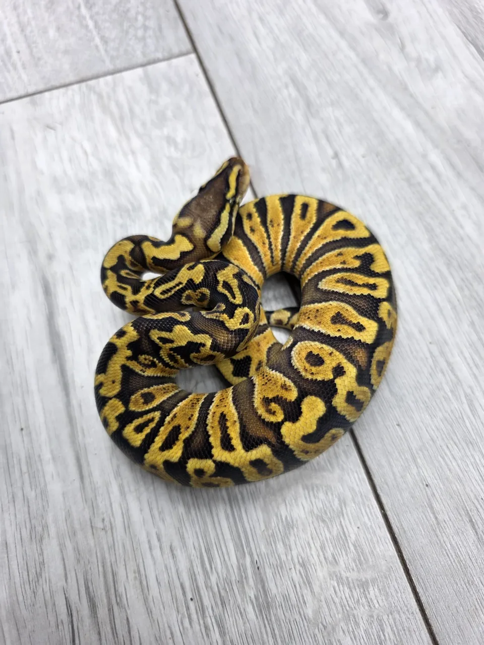Pastel GHI Rhino pos het hypo pos het clown - Royal Python, Photo 2 of 2