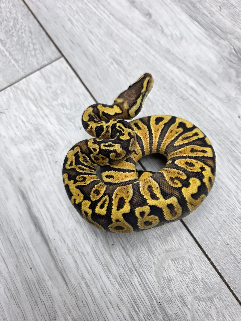 Pastel GHI Rhino pos het hypo pos het clown - Royal Python, Photo 1 of 2