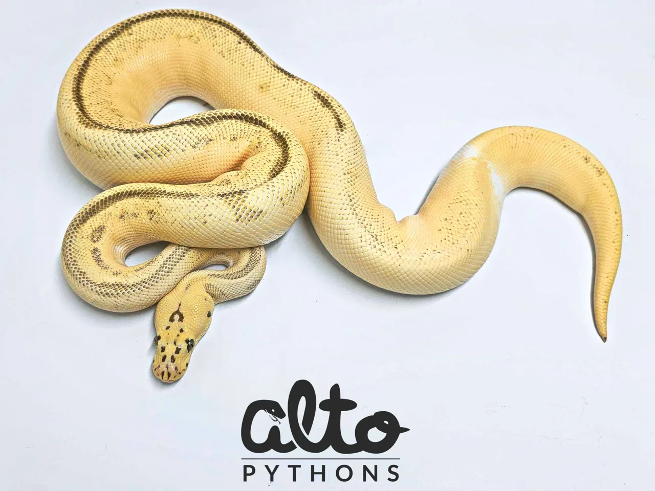 Amplify Leo Pastel Enchi ODYB Clown - Royal Python