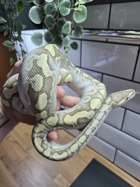 crypton cypress ghi lesser het hypo - Royal Python