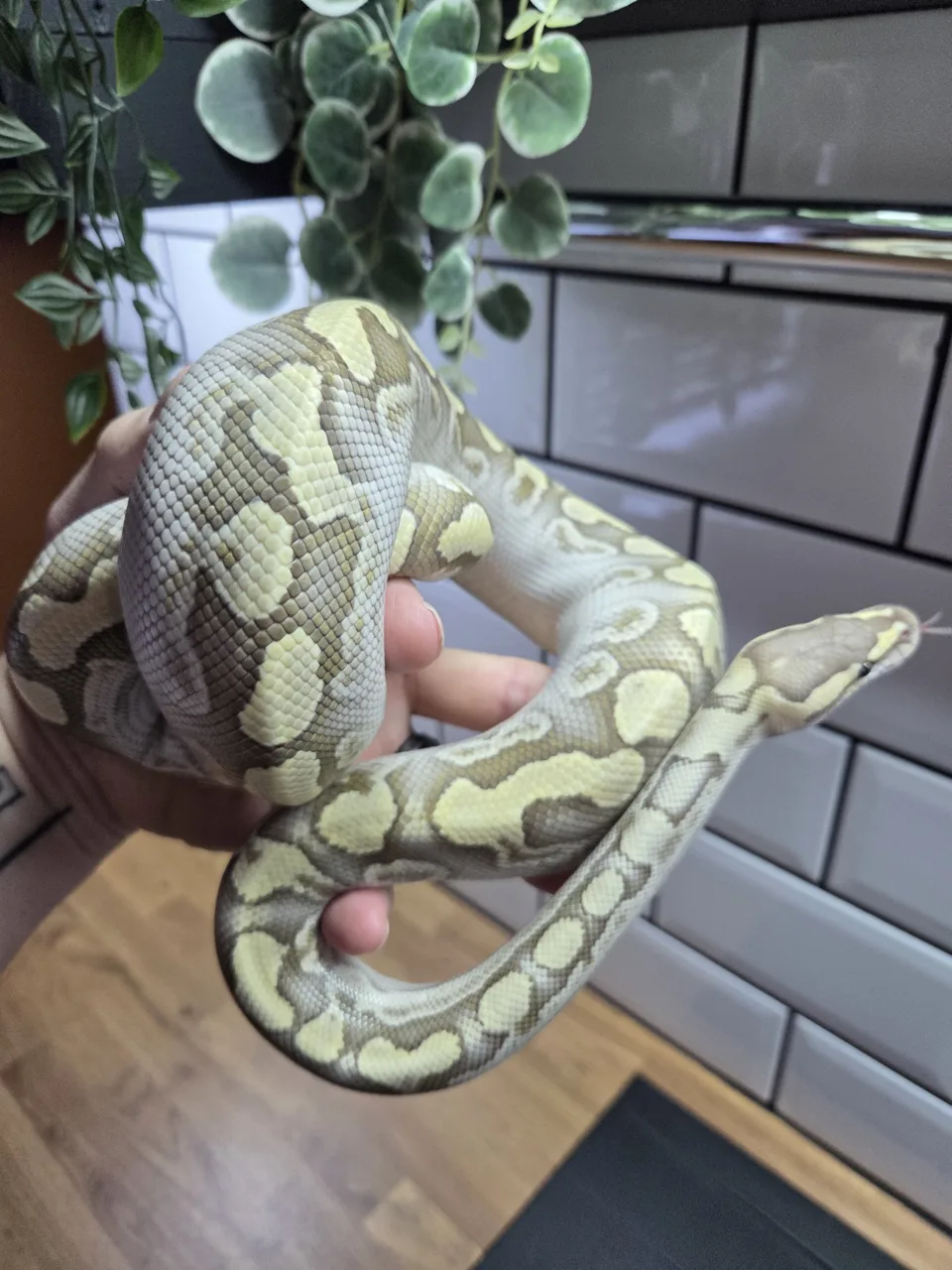 crypton cypress ghi lesser het hypo - Royal Python