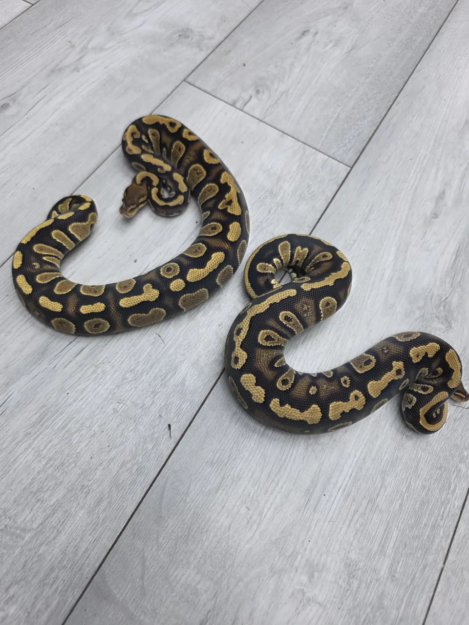 Stranger TH sunset clown ultramel pair - Royal Python, Photo 1 of 2