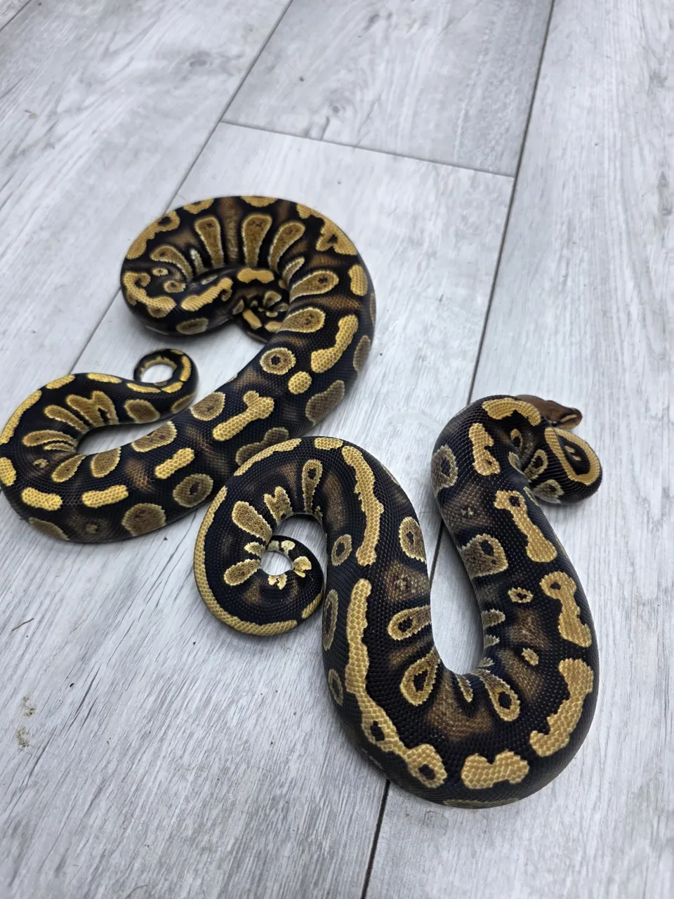 Stranger TH sunset clown ultramel pair - Royal Python, Photo 2 of 2
