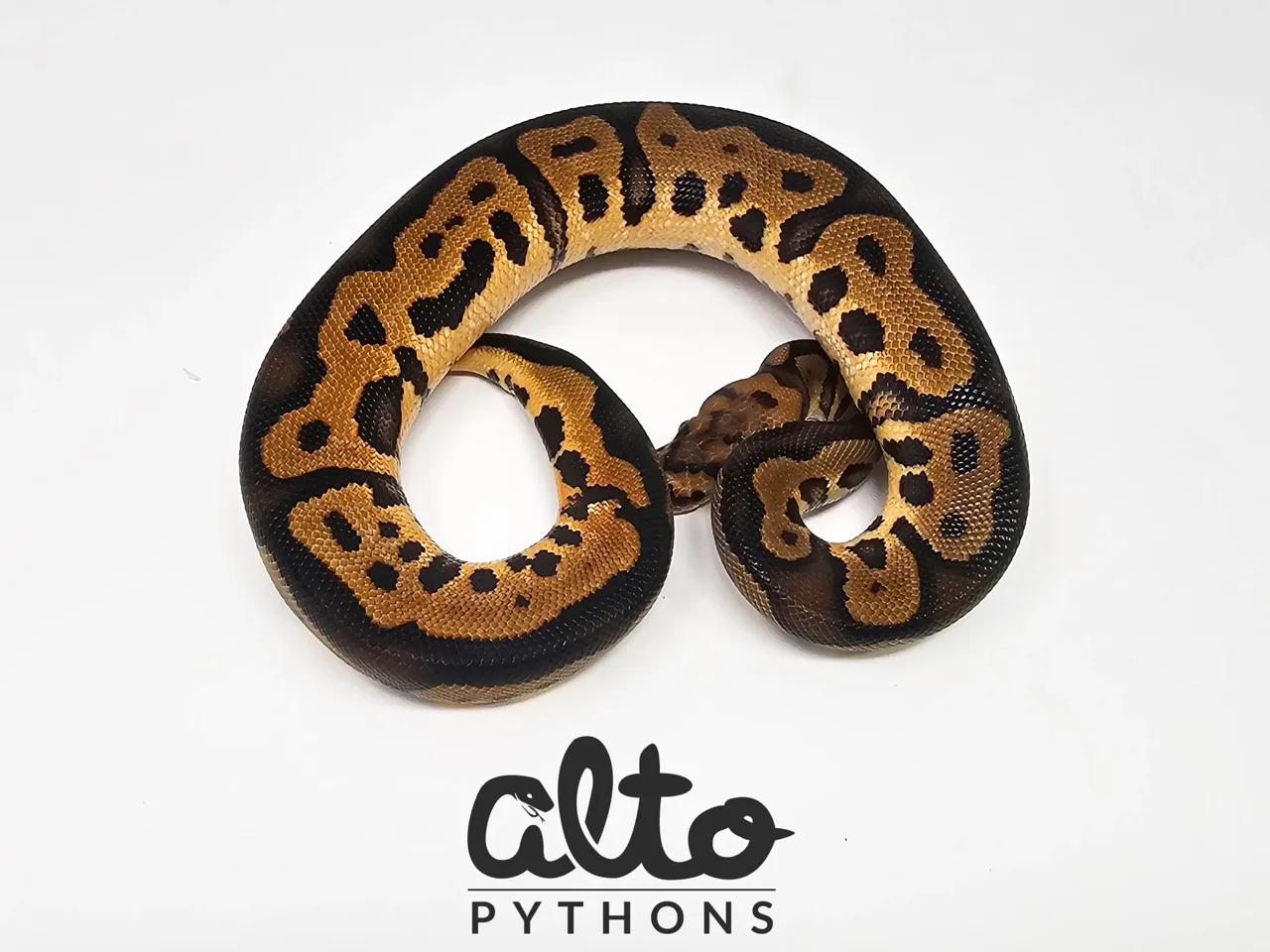 Chocolate Leopard Clown - Royal Python
