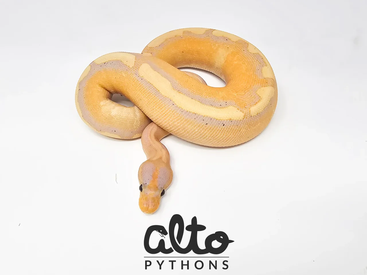 Banana Enchi Super Wookie - Royal Python
