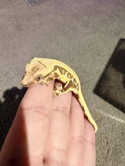 Lilly White - Crested Gecko