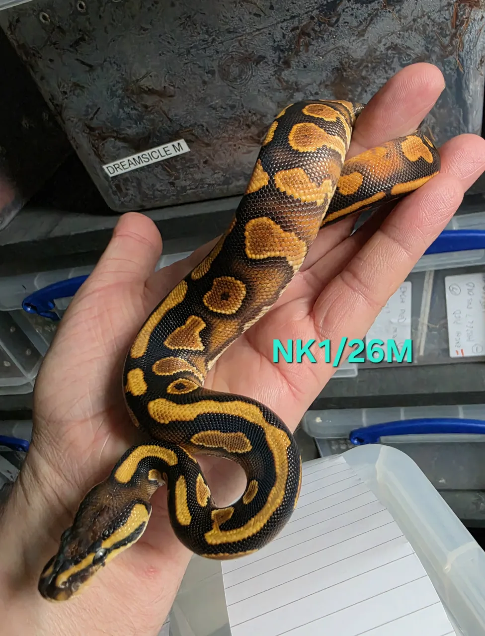 Cinnamon enchi yellow belly het clown 50%het pied pos od - Royal Python