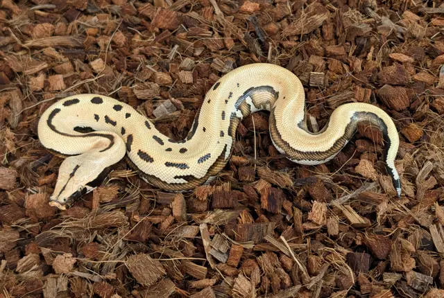 2026 Male CBE Stripe Goldeneye Possible het T+ Albino - Short-Tailed Python