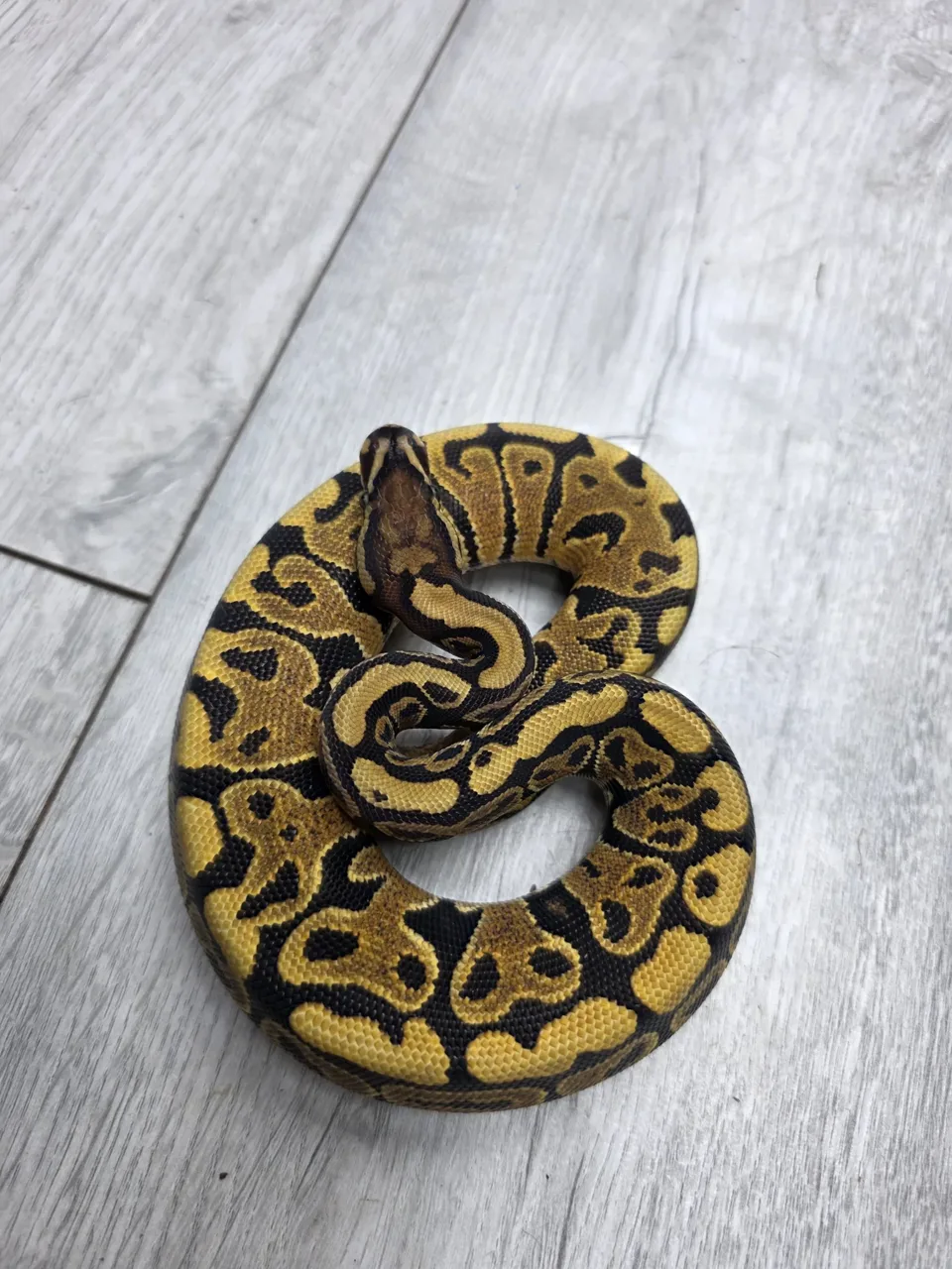 Spotnose het puzzle - Royal Python