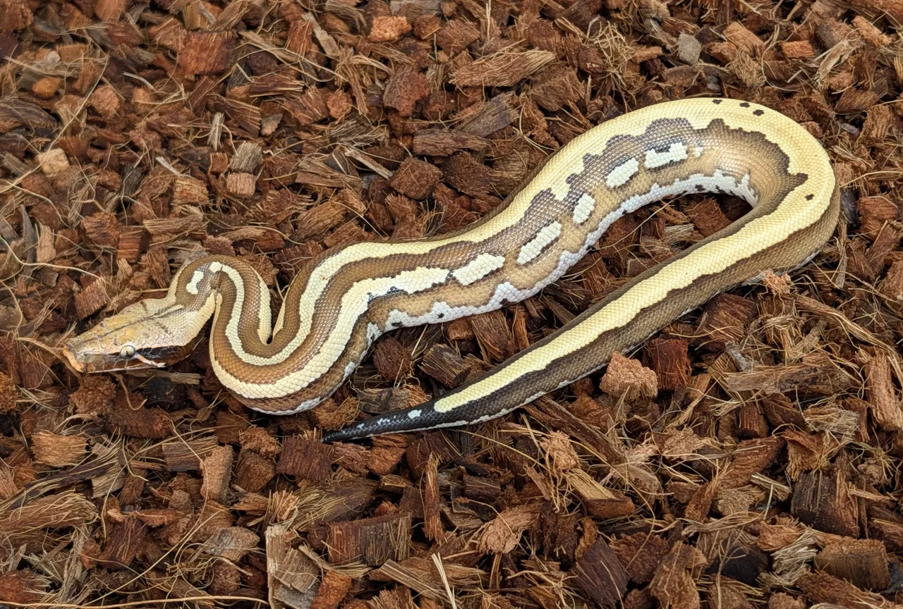 2026 Male CBE Stripe het T+ Albino - Short-Tailed Python