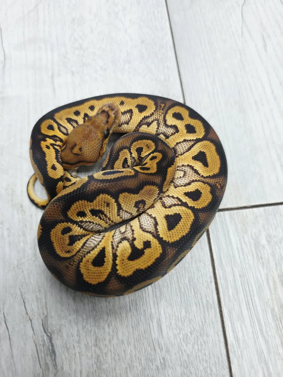 Black pastel clown ph ultramel - Royal Python