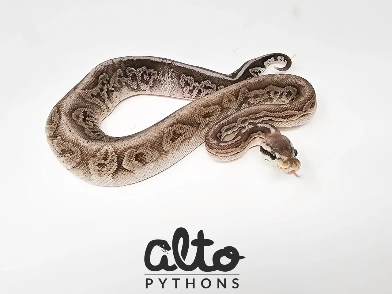 Pastel Leopard Cinnamon triple Het Rainbow Hypo Clown - Royal Python