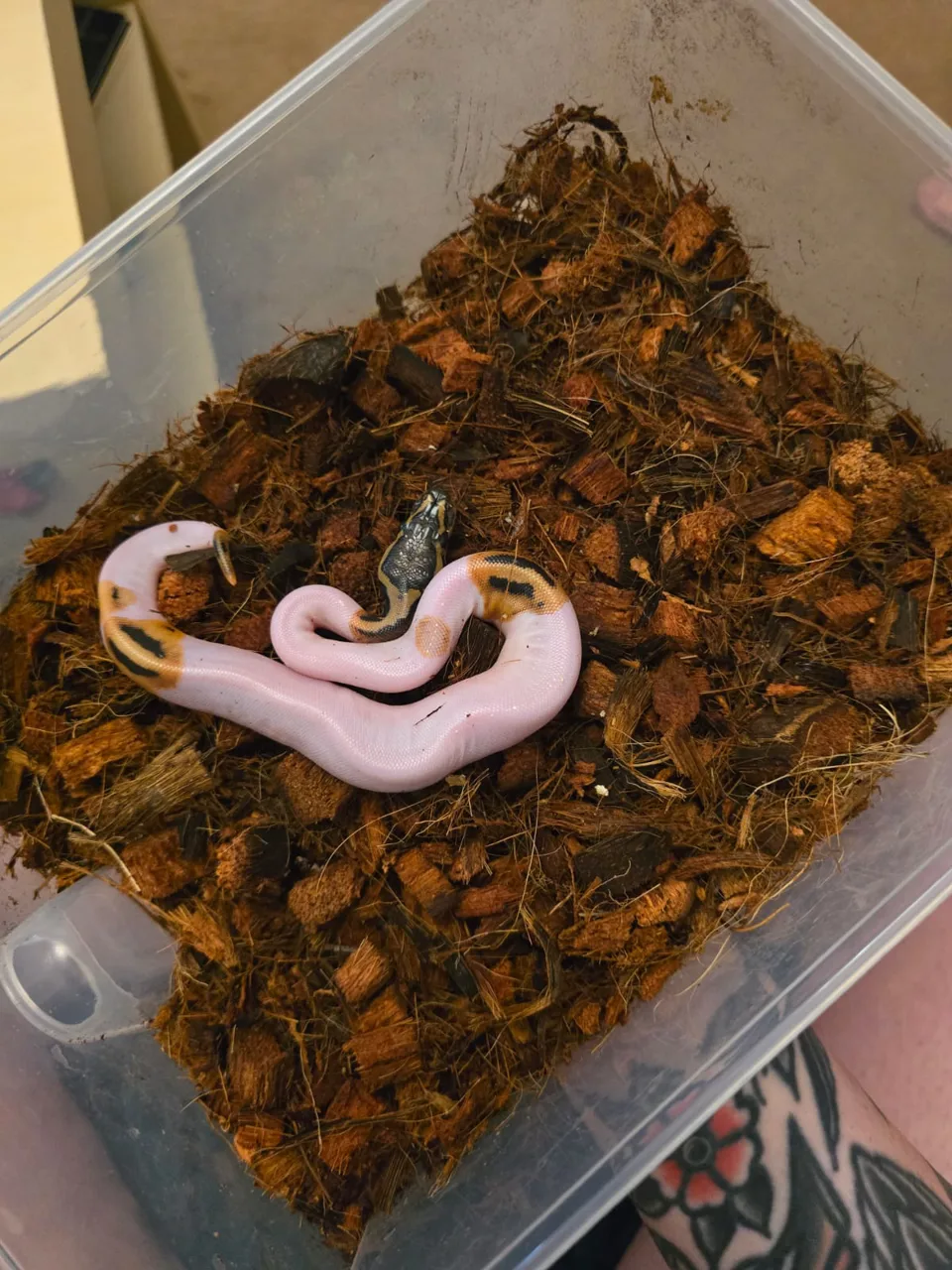Pied, het Tsk Axanthic, het Ultramel - Royal Python