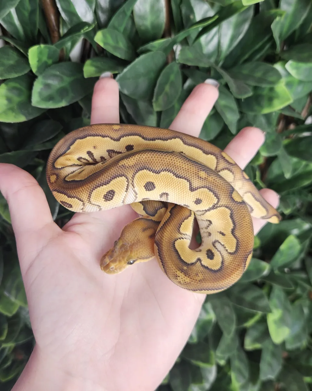 CB25 Mojave Clown het Genetic Stripe - Royal Python, Photo 2 of 2