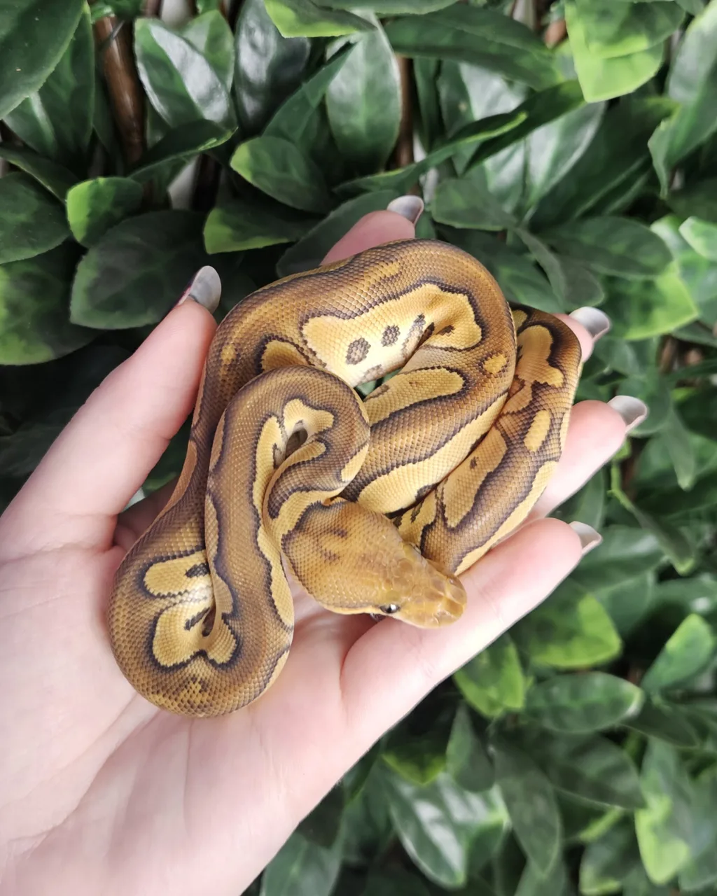 CB25 Mojave Clown het Genetic Stripe - Royal Python, Photo 1 of 2