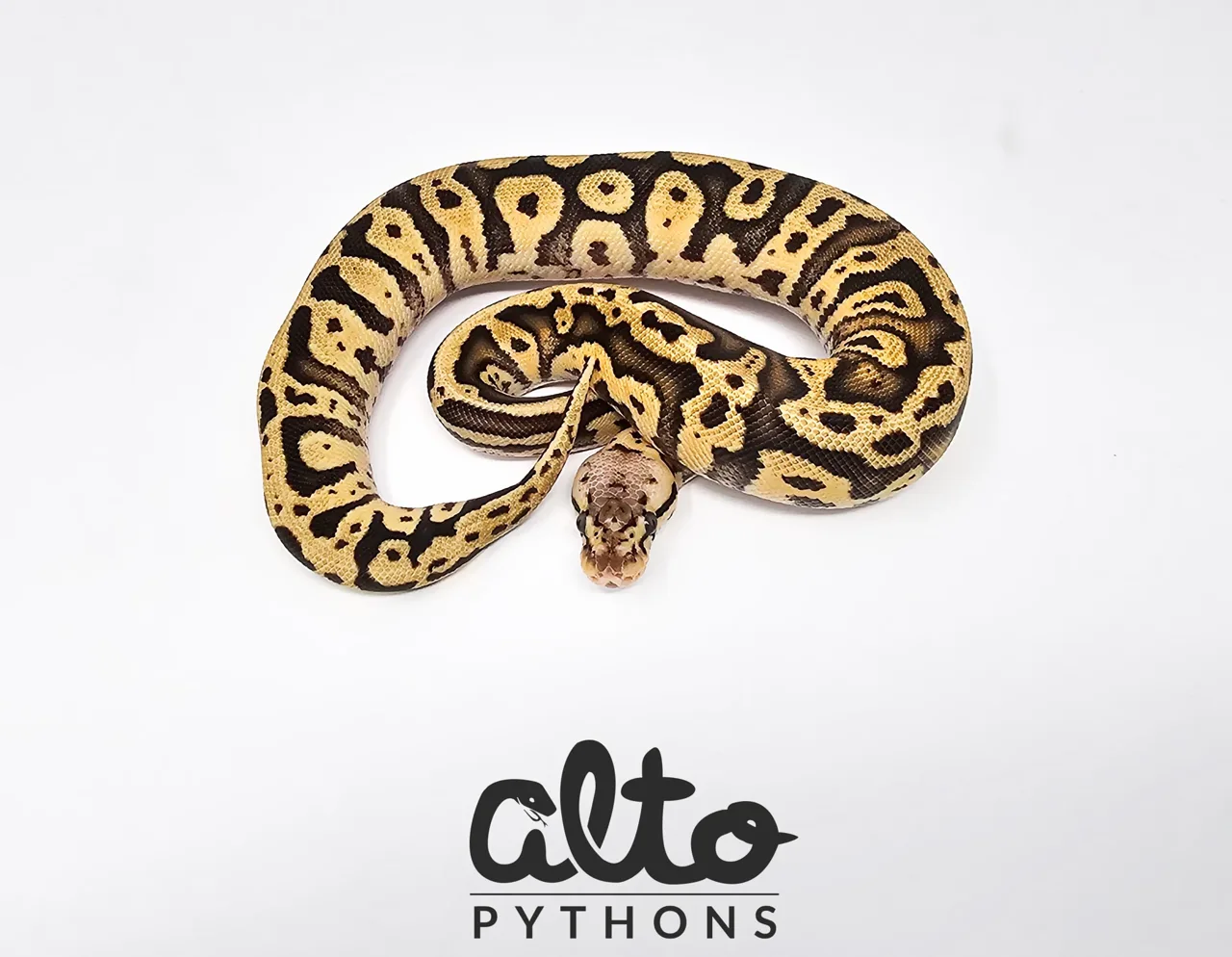 Pastel Confusion het Clown - Royal Python