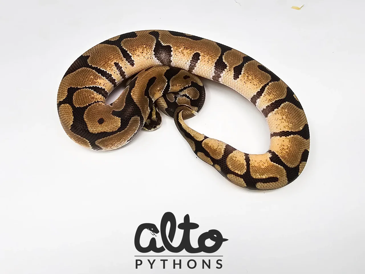 Enchi triple Het Rainbow Hypo Clown - Royal Python