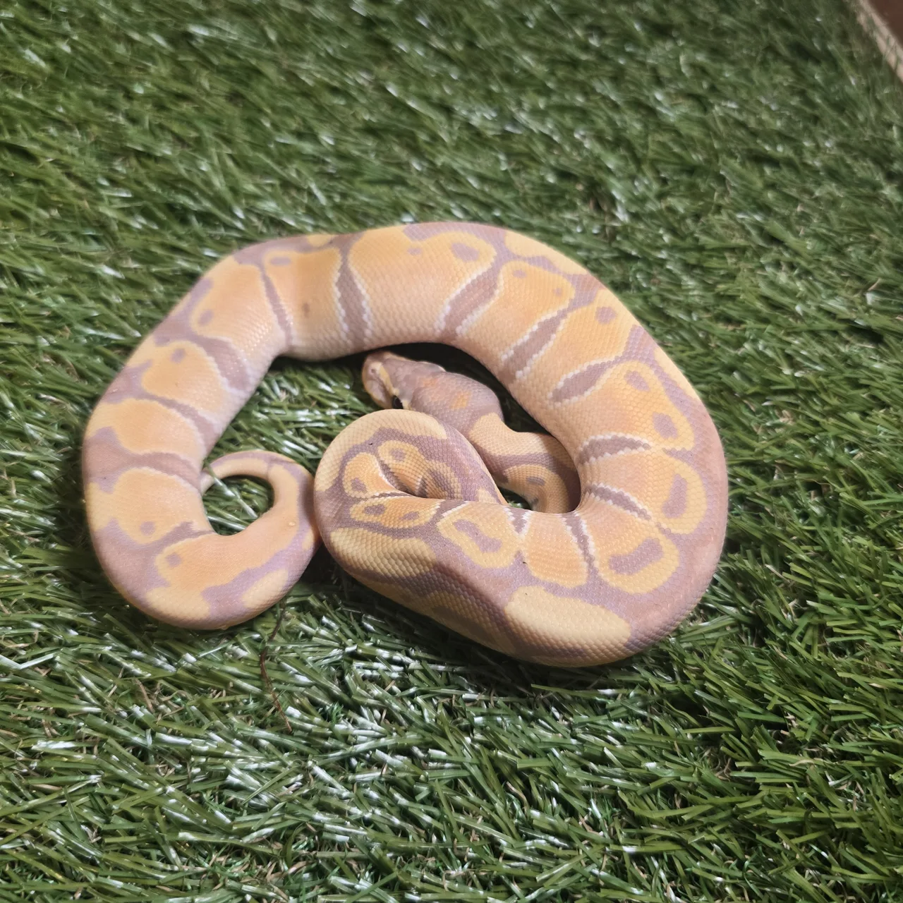 Banana pastel het clown - Royal Python, Photo 2 of 2