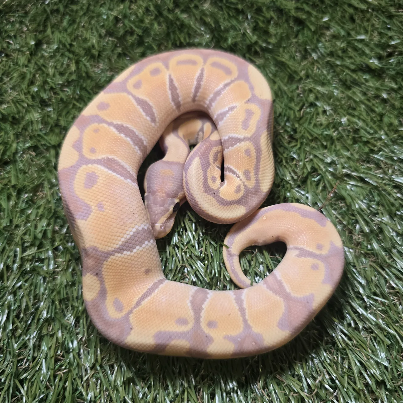 Banana pastel het clown - Royal Python, Photo 1 of 2