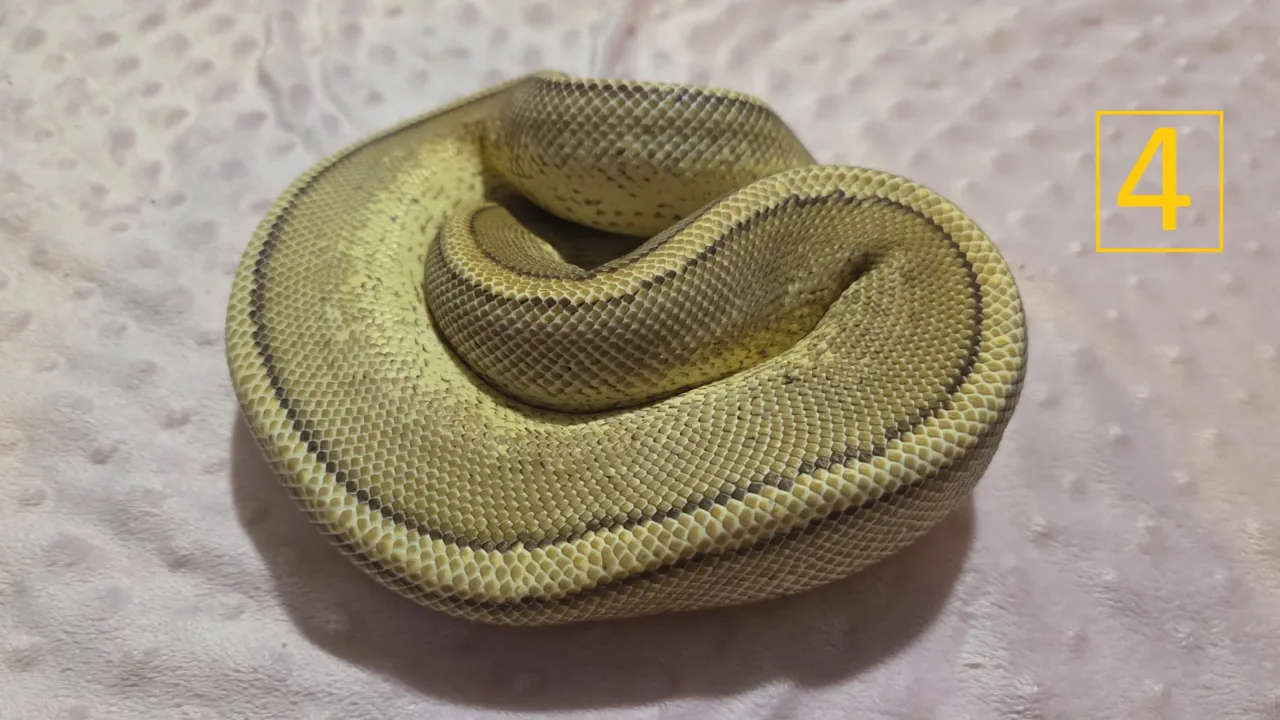 yellow belly Specter - Royal Python