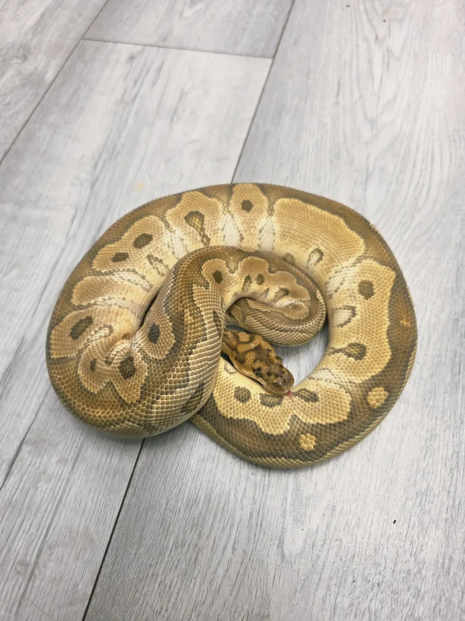 Russo clown het sunset - Royal Python